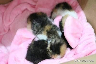 一只没有骨头的小猫咪:刚出生的小猫（一只）没有了妈妈，该怎样把它养活？
