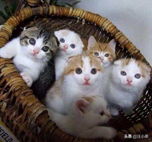 子猫絮语吧:想养猫，孩子较小，要养什么品种的猫，有什么注意事项？