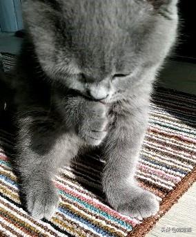 搓手猫现在怎么了:养了一年的小猫，刚洗澡大拇指被咬出血了？需要打针吗？