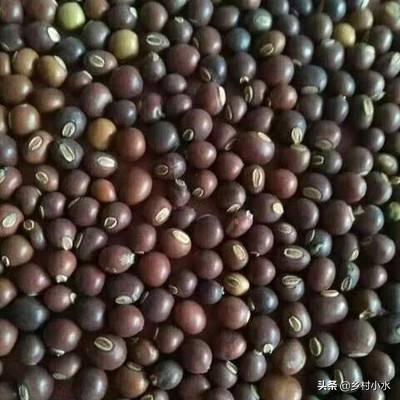豆子从豆荚里跳出来视频:四棱豆生育期，花蕾大量脱落，该怎么办？