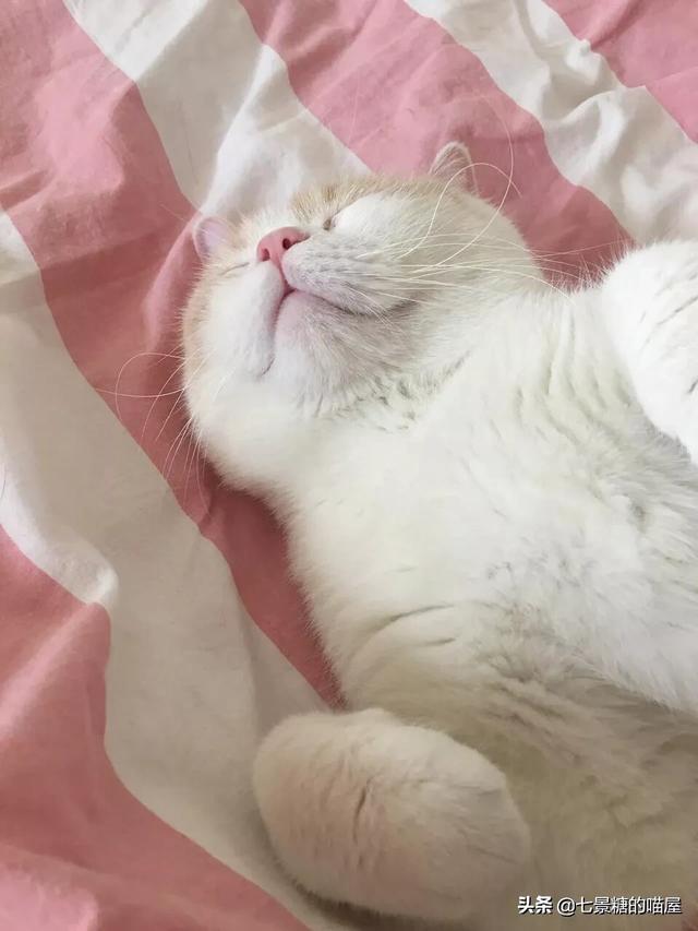怎么让宠物猫知道我爱它？你和你的宠物猫有哪些故事？