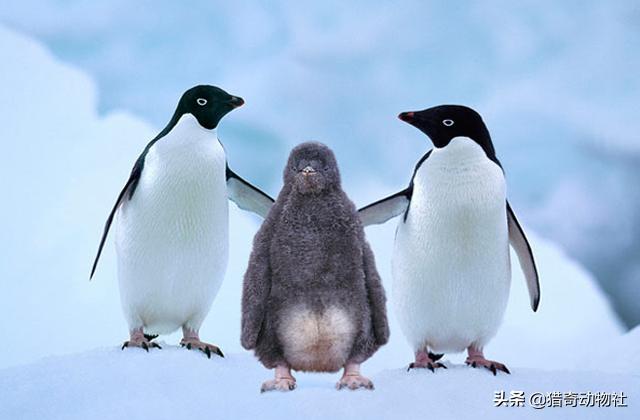 为什么企鹅被称为自然界最腹黑的动物？插图