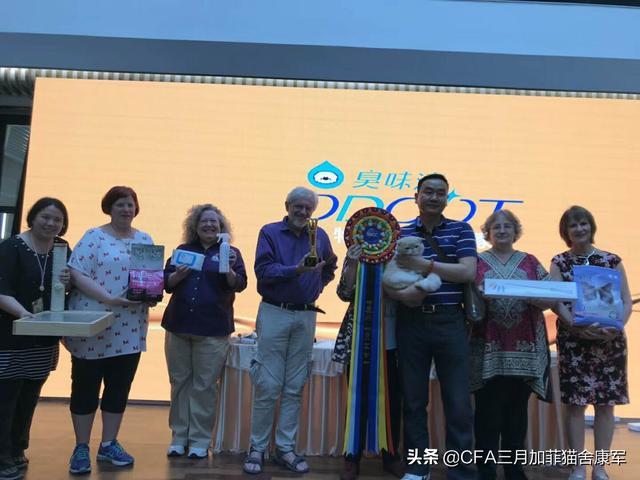 沉迷吸猫是什么意思:养猫为什么会上瘾？明明已经有两只了，为啥还想再养？