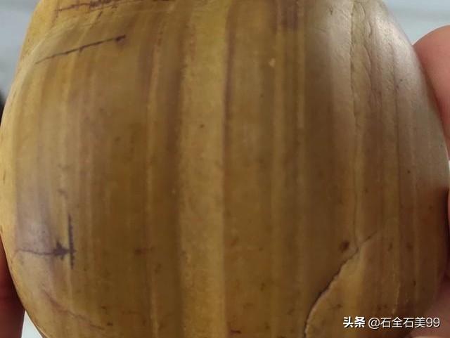 2000万年前化石树:请问这俩方石头是否是树化石？