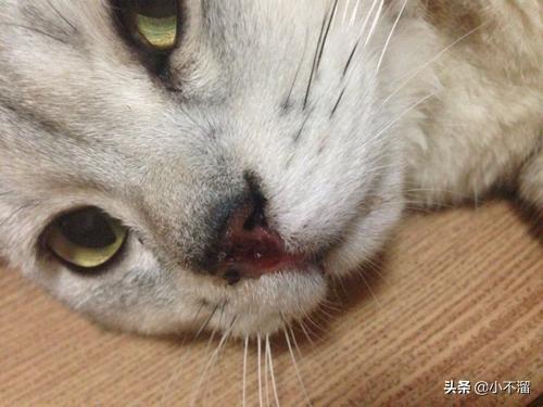 蓝猫流口水是什么原因:猫咪流口水黑下巴怎么办？