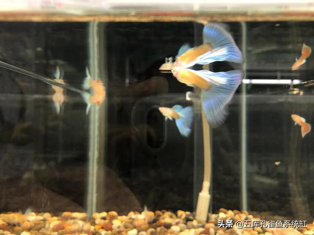 孔雀鱼怎么养出大尾巴:有谁知道如何养殖孔雀尾？ 孔雀鱼生了怎么养