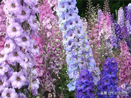 北方大花金鸡菊栽培时间:大花飞燕草种子催芽方法？