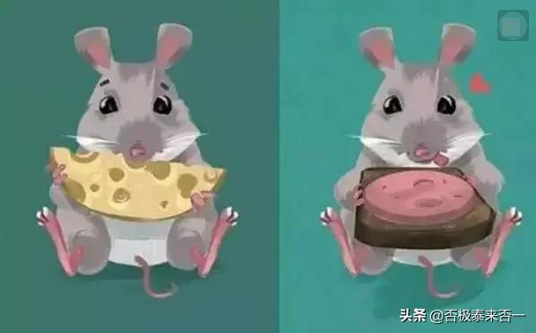 水老鼠吃什么东西:老鼠喜欢吃什么？可以用来做诱饵嘛？