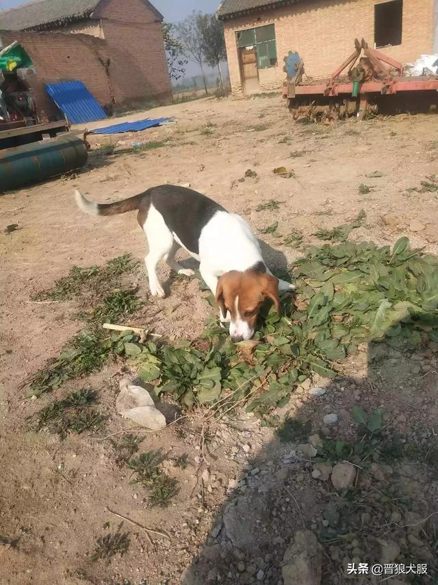 比格犬好养吗:比格犬好不好养？有什么特点吗？