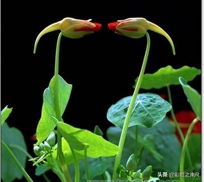 古诗常描写四季,而描写春天居多,什么原因？