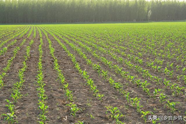 苞芽子真菌性皮肤病:茶花花苞发干，掉落，茶花叶子叶梗发红是什么原因？