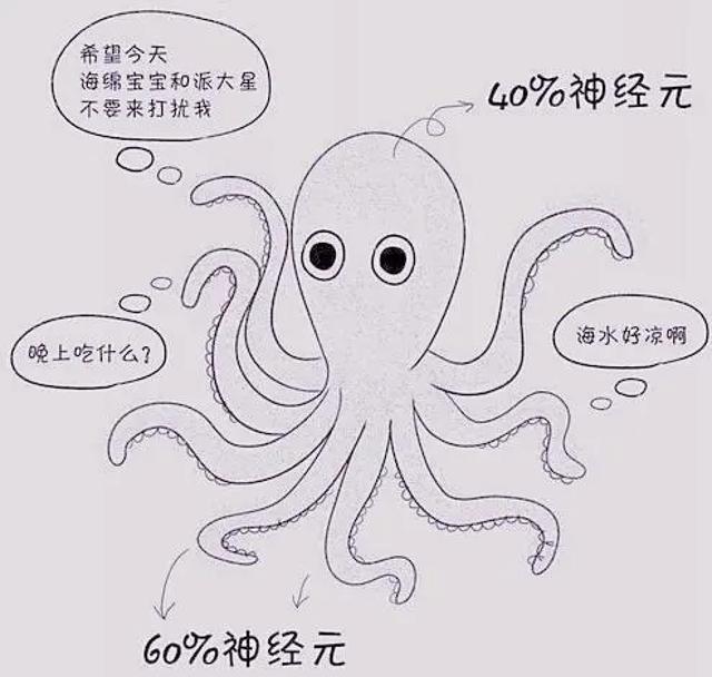 蓝环章鱼网上当宠物卖:为什么越来越多的科学家认为章鱼可能不是地球的生物？