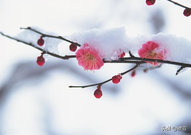 你最喜欢的关于雪的诗句是哪一句？