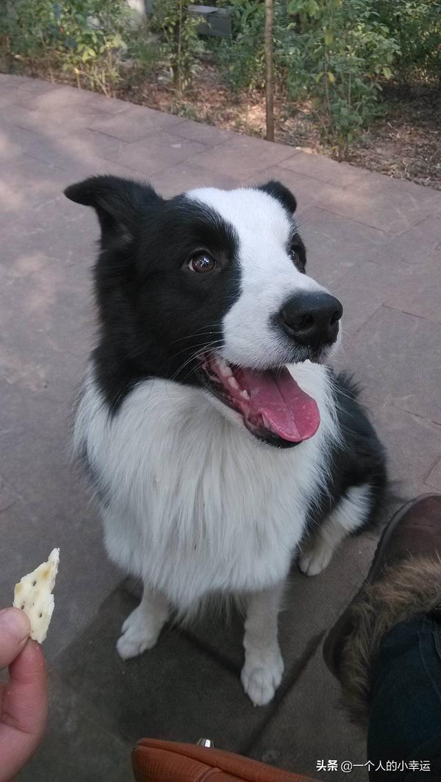 边境牧羊犬智商(边境牧羊犬智商相当于人几岁)