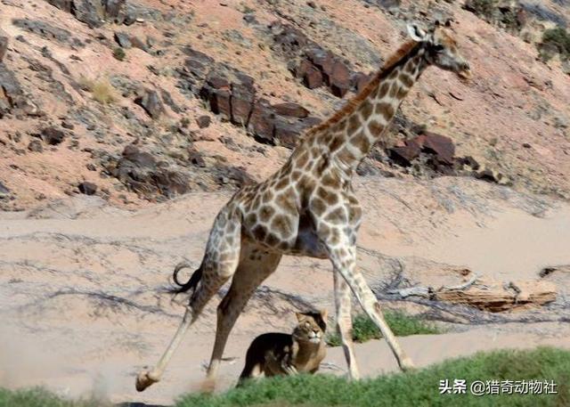 世界最高大的狗视频:如果狗狗自认为地位比主人高，会有怎样的表现？