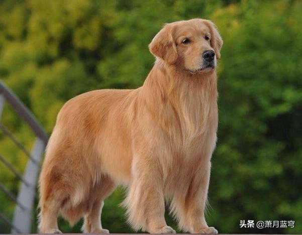 德国牧羊犬阿托斯:德牧，阿拉斯加，金毛都适合新手养吗？