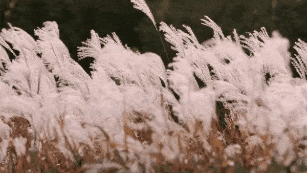 600_338gif 动态图 动图