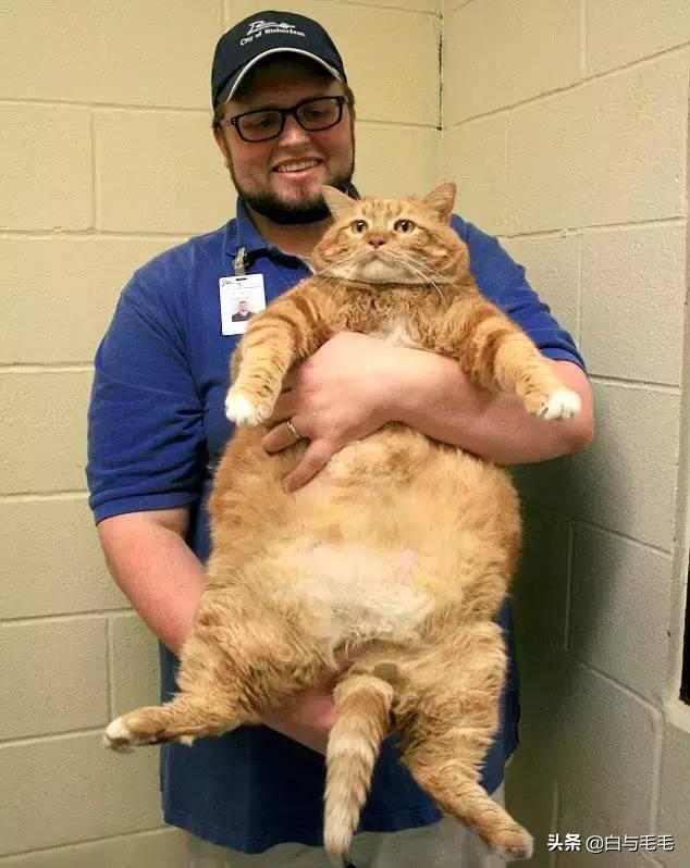 猫的品种及图片:想养猫，新手养什么种类的猫合适，需要注意些什么？