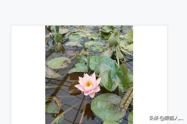 睡莲的养殖方法和注意事项花百科:睡莲怎么种？种植的方法？