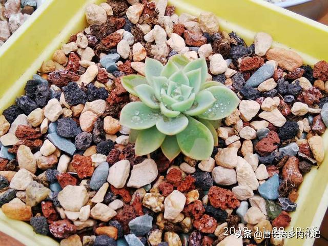 多肉大和锦根能长多粗:多肉植物金辉和三色堇容易出状态变色吗？