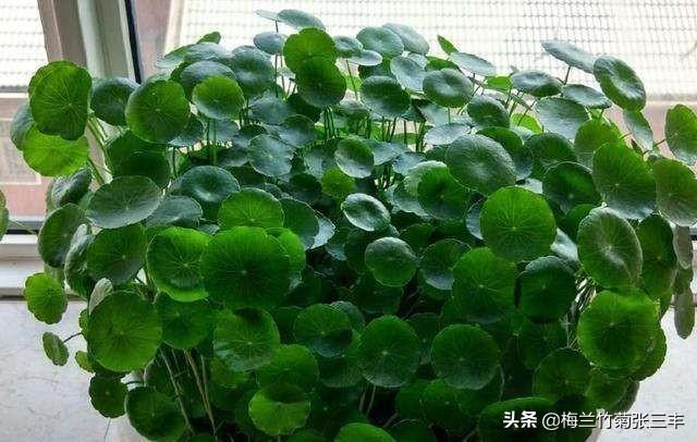 铜钱草的养殖方法和注意事项水培:铜钱草的养殖方法及注意事项？