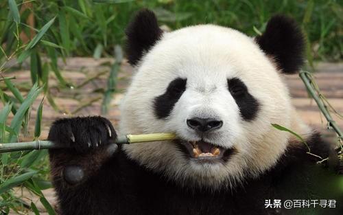 大熊猫咬人吗:如果动物园里大熊猫咬死人，会怎么办？
