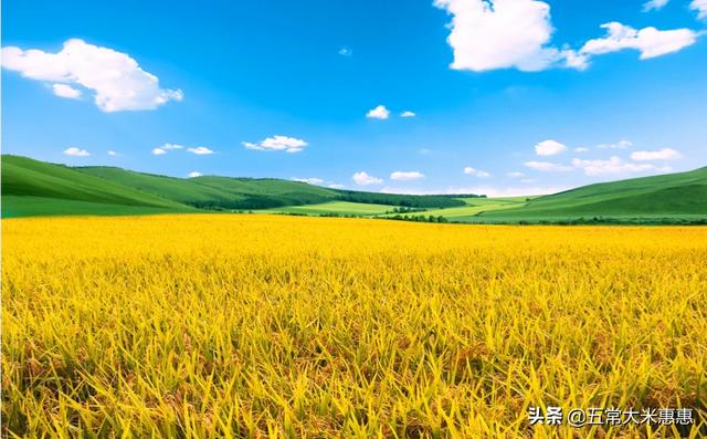 灰背铁线蕨:铁线蕨叶子枯黄，怎么解决？