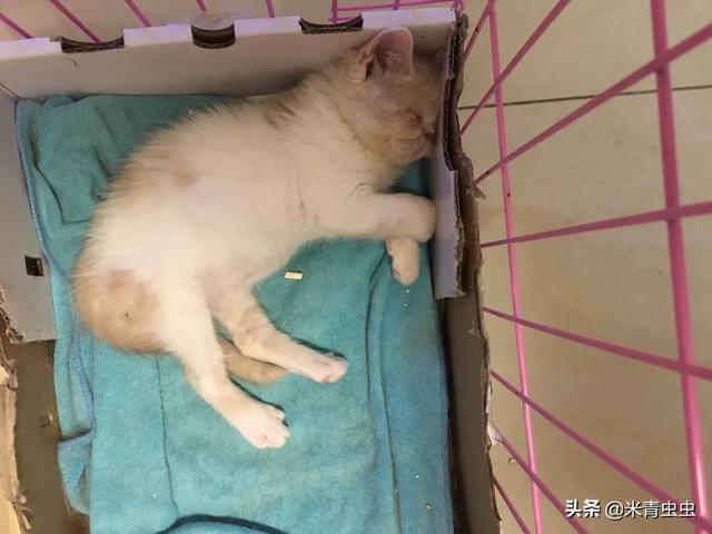 猫咪尼古丁中毒的症状，除了巧克力之外，还有哪些食物对猫咪有危险