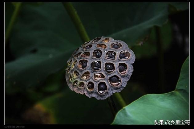 千年的莲子可以种植吗
