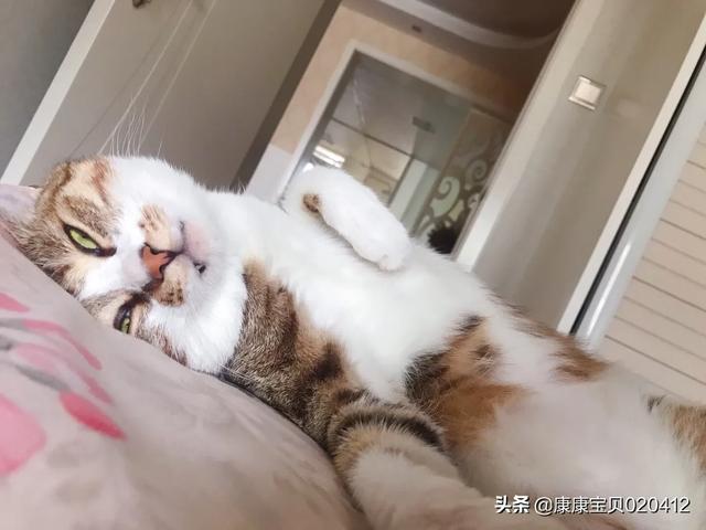 怎么看自己猫咪的品种:如何选择自己的第一只猫？