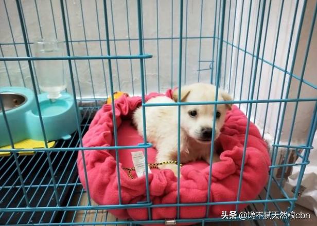 小狗狗:新买的小狗狗应该如何喂养？