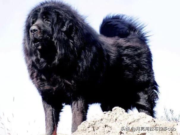 狗王偷藏獒:藏獒经济泡沫化之后，成千上万只藏獒怎么处理？ 狗王偷藏獒一点不叫