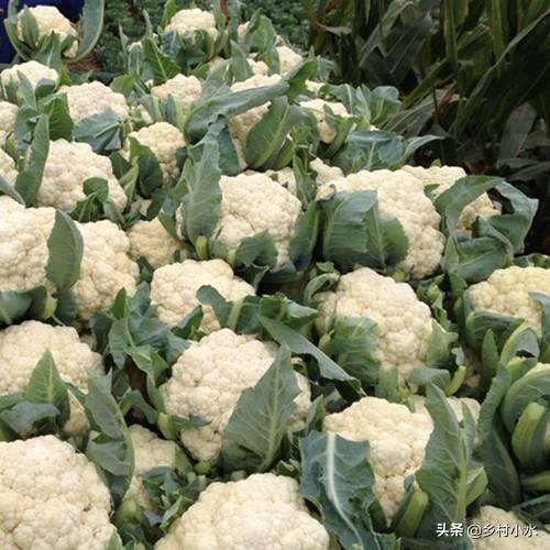 头条问答 种植花椰菜 如何避免花椰菜结小花球 乡村小水的回答 0赞