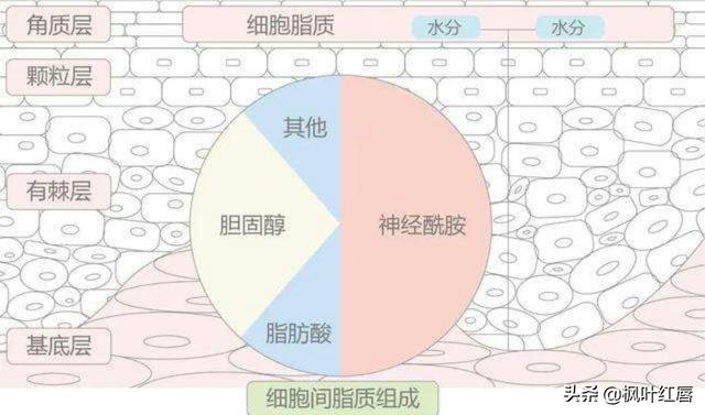 皮肤卡粉浮粉怎么改善，怎么解决秋冬皮肤干燥卡粉、浮粉等问题