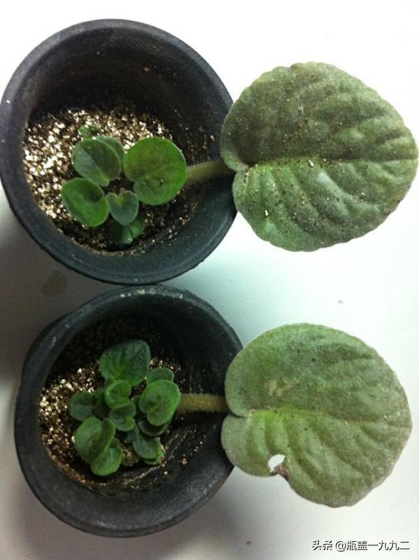 非洲堇养殖方法:花卉植物非洲堇需要用什么肥料？