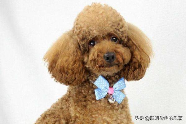 泰迪狗不能吃巧克力吗:泰迪狗可以吃什么、不可以吃什么？