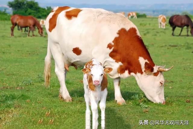 奶牛算力，养殖十头母牛，边打工边养怎么样？也算慢慢创业了吧？