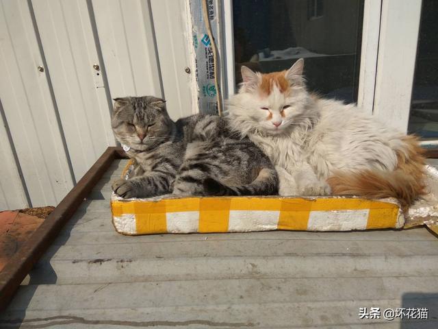 狞猫vs比特:是不是大部分狗暴走后，猫都打不过呢？