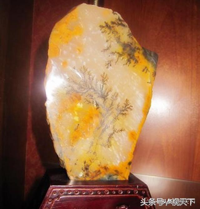 石豹猫图片:养猫养什么品种好？为什么？