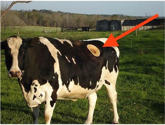 世界奇人奇事图片，美国人养牛，为什么要在牛身上挖个很深的大洞真相是什么