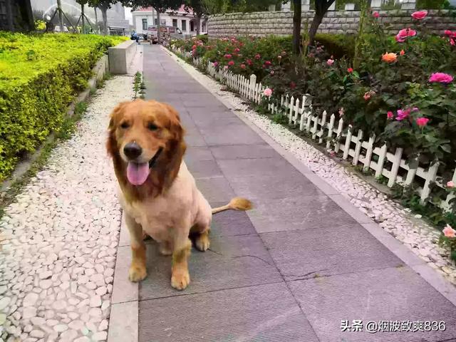 奥达猎犬缺点:大众情人的金毛有什么养的缺点让人不敢养？