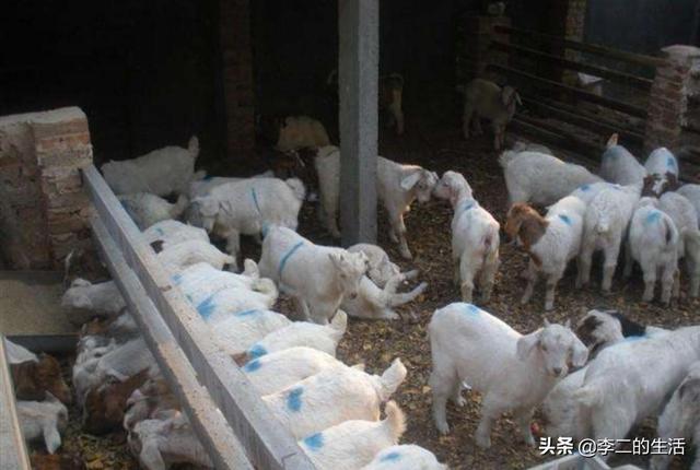 动物性饲料互联网项目:农村土鸡养殖多、销路难，如何利用互联网把土鸡销往更远的地方？