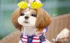 名犬杂志品牌及商品:能否把你见识过的名犬发出来吗？