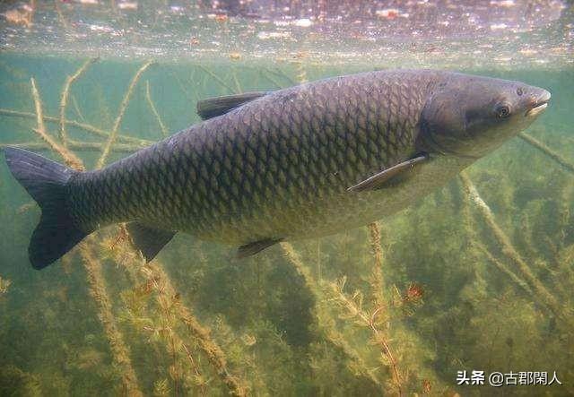 通心粉鼠有病毒吗:为什么喂养草鱼不见它用食，也没有粪便浮于水面呢？