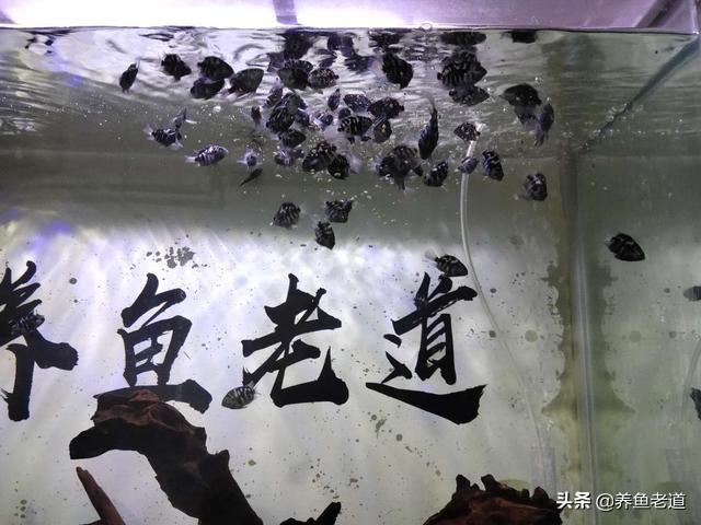 新手养鱼其中牵扯的无外乎这三点，阳台做了个鱼池，贴上瓷砖了，试水发现漏水怎么办