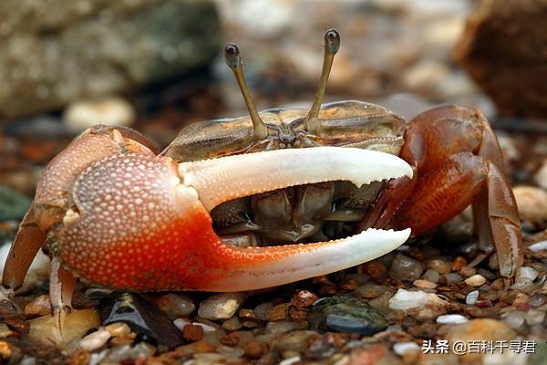 鲆鱼和鲽鱼口味差别:为什么生物体基本上都是对称的？有没有不对称的生物？