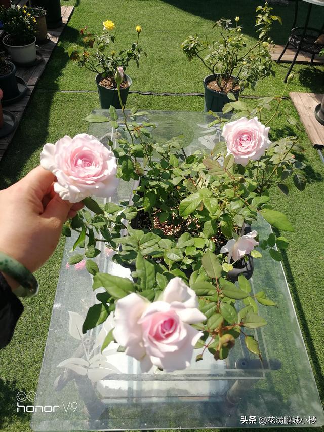 最香的几款月季品种是什么？插图30