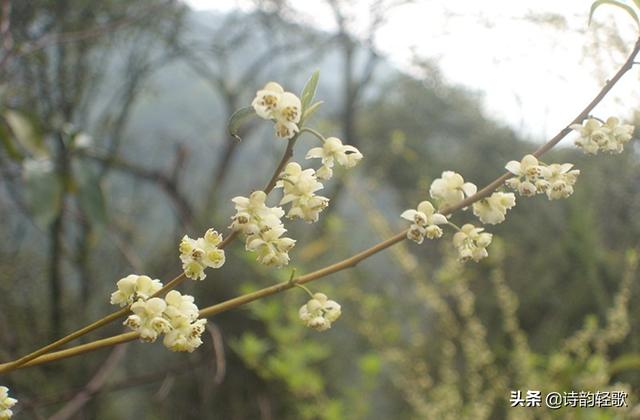 好动的河马曲:经典老歌和流行歌曲，你觉得哪个更有韵味，为什么？