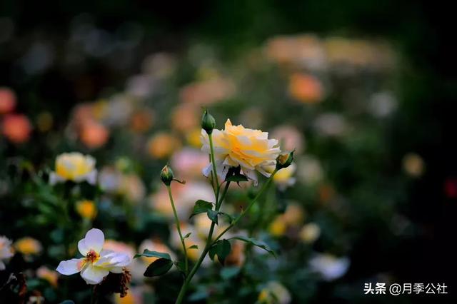 欧洲月季花品种介绍:欧洲月季花有什么品种 什么品种的月季可以放在北阳台养护？