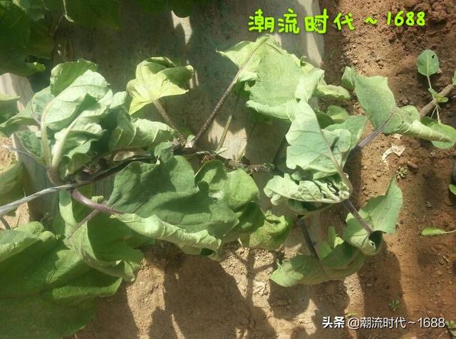 连续下了几天雨,今天天晴了,可茄子秧有蔫的,怎么办？